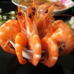 盐水虾