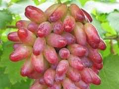 提子皮能吃吗