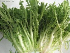 苦菊的营养价值