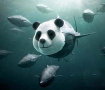 【蓝鳍金枪鱼】蓝鳍金枪鱼的营养价值_蓝鳍金枪鱼的功效