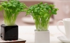 绿豆芽的食用禁忌