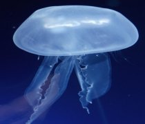 【海蜇是水母吗】海蜇的营养价值_海蜇的功效与作用
